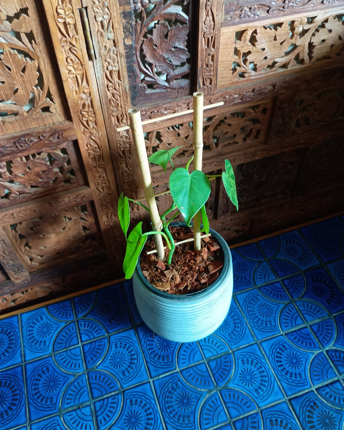 Philodendron Hederaceum var. Oxycardium Variegata