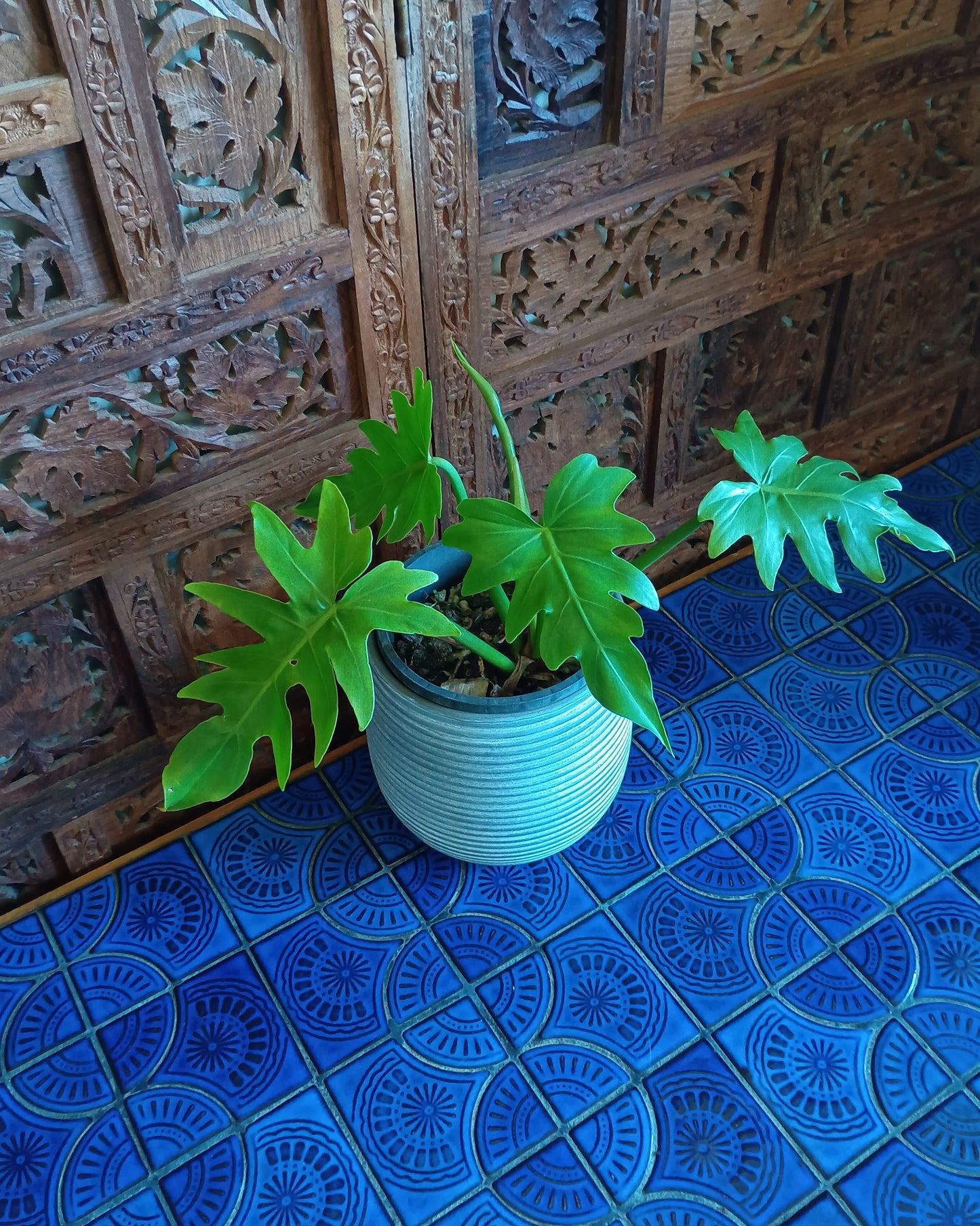 Philodendron Radiatum 130single
