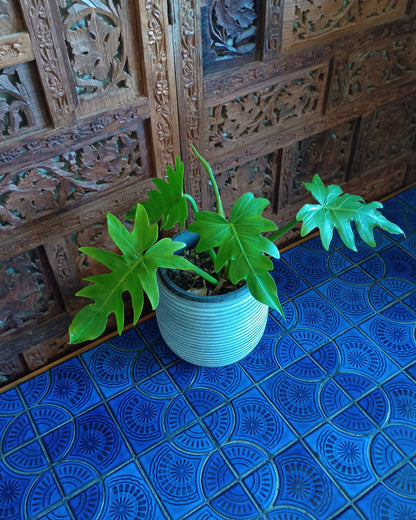 Philodendron Radiatum 130single