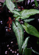 Load image into Gallery viewer, Syngonium Angustatum
