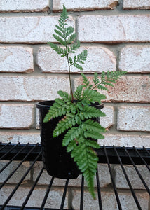Davallia Fejeensis