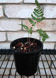 Davallia Fejeensis