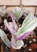 Load image into Gallery viewer, Tradescantia Lilac
