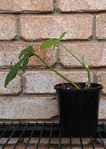 Philodendron Tripartitum ( Philodendron Fenzlii )