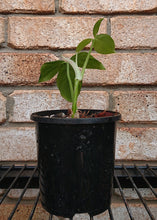 Load image into Gallery viewer, Philodendron Tripartitum ( Philodendron Fenzlii )
