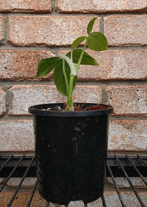 Philodendron Tripartitum ( Philodendron Fenzlii )