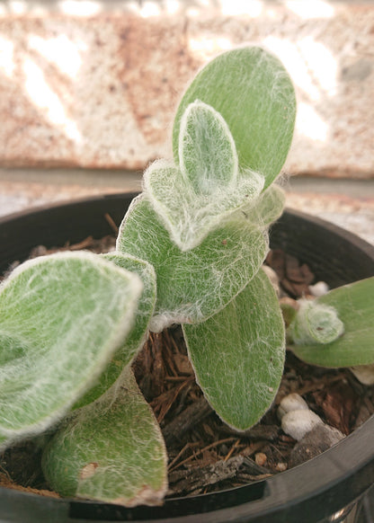 Tradescantia Sillamontana