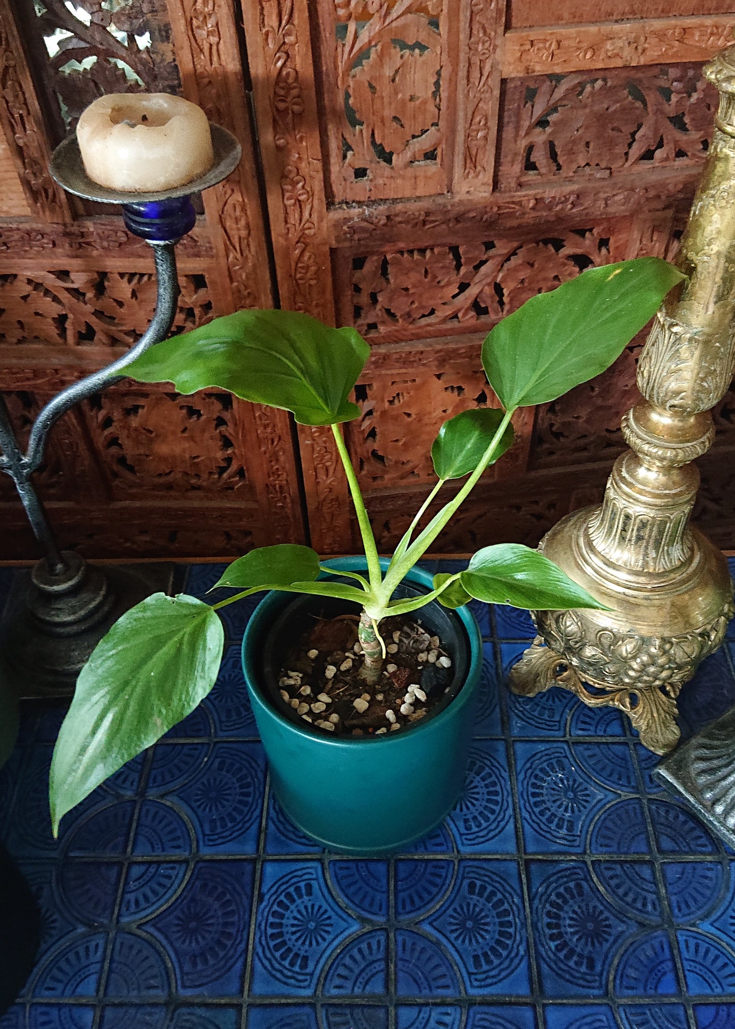 Sale example listing. Philodendron Warscewiczii