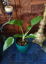 Load image into Gallery viewer, Philodendron Warscewiczii
