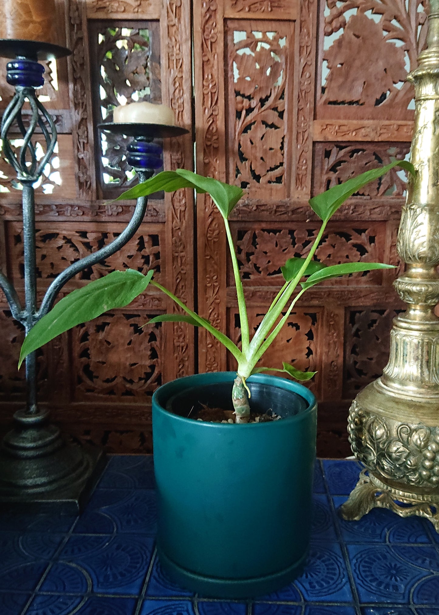 Sale example listing. Philodendron Warscewiczii