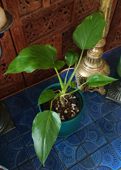 Sale example listing. Philodendron Warscewiczii