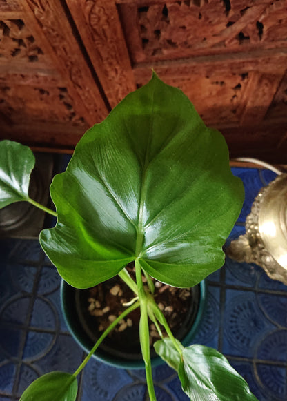 Sale example listing. Philodendron Warscewiczii