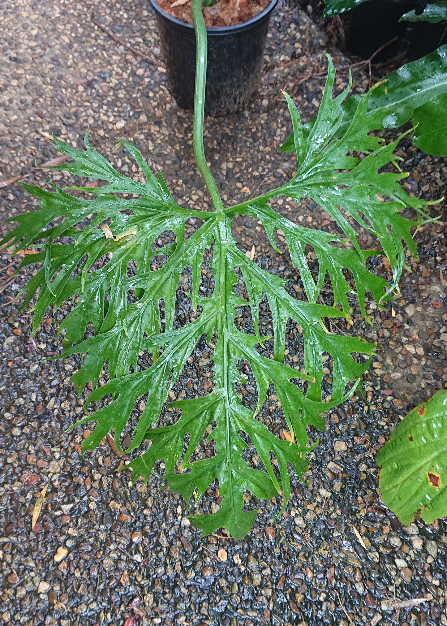 Sale example listing. Philodendron Warscewiczii