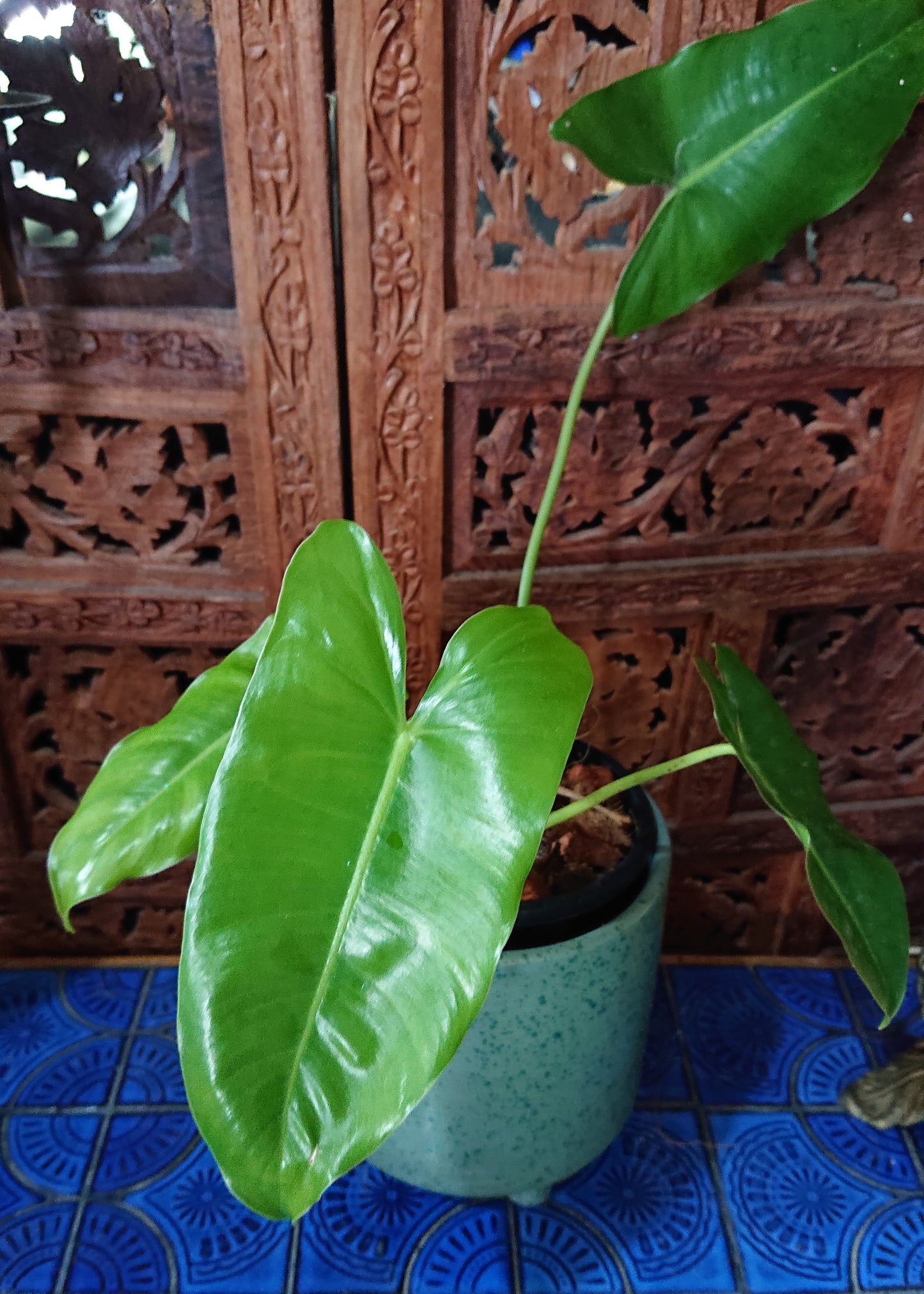 Sale example listing. Philodendron Burle Marx