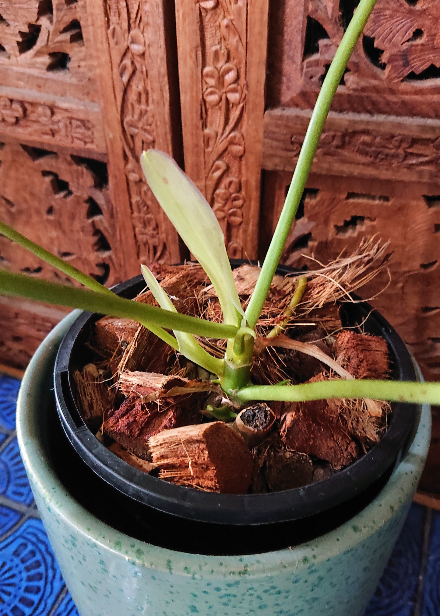 Sale example listing. Philodendron Burle Marx