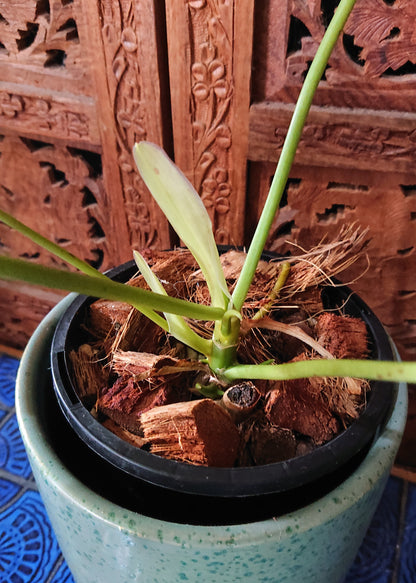 Sale example listing. Philodendron Burle Marx