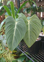 Load image into Gallery viewer, Philodendron Glorious
