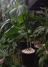 Load image into Gallery viewer, Philodendron Eximium

