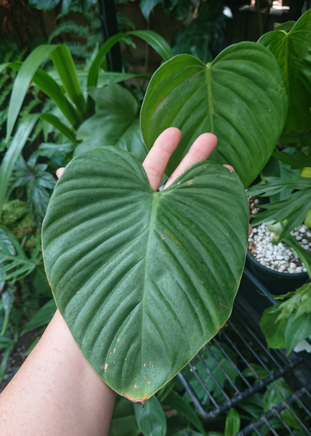 Philodendron Eximium