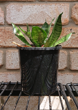 Load image into Gallery viewer, Dracaena Hahnii
