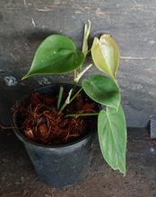 Load image into Gallery viewer, Philodendron Hederaceum
